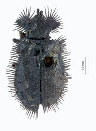   Thomacispa  habitus. 